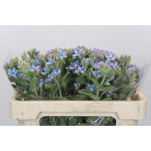 Oxypetalum Tweedia Blue