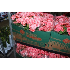 BEGONIA BORIAS P15