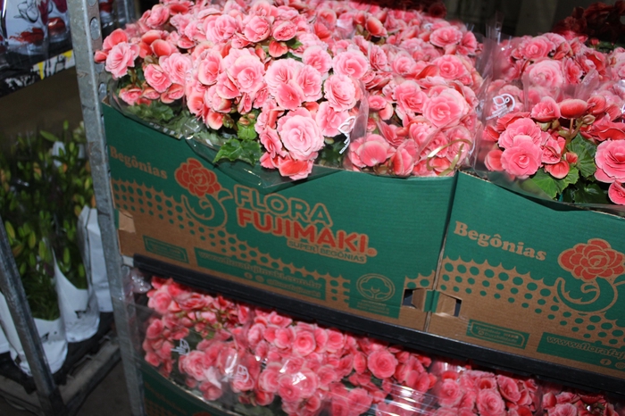 <h4>BEGONIA BORIAS P15</h4>