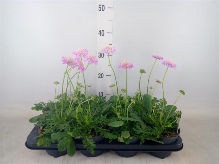 <h4>Scabiosa columb. 'Pink Mist'</h4>