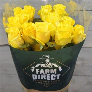 R Gr Brighton
