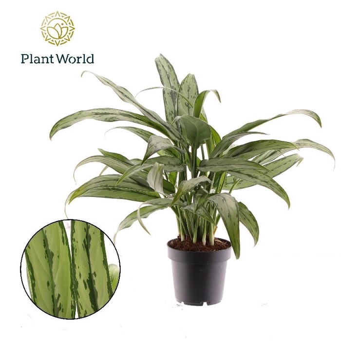 <h4>Aglaonema Cutlass</h4>