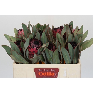 Protea Barbigera Ruby Princess Air