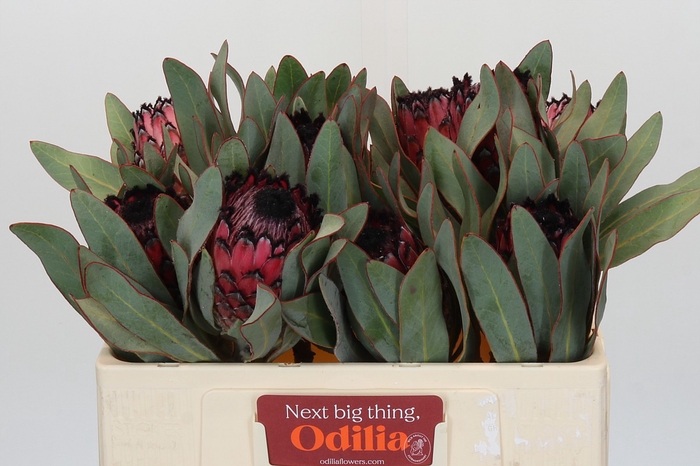 <h4>Protea Barbigera Ruby Princess Air</h4>
