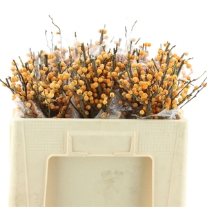 Ilex Ve Gold Verboom