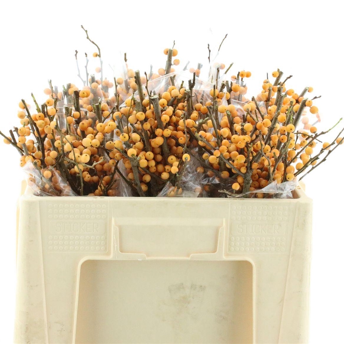 <h4>Ilex Ve Gold Verboom</h4>