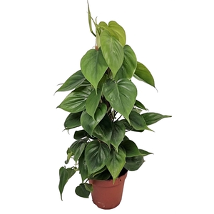 Philodendron Scandens Mosstok