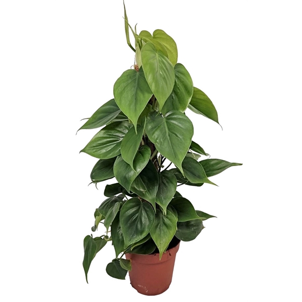 <h4>Philodendron Scandens Mosstok</h4>