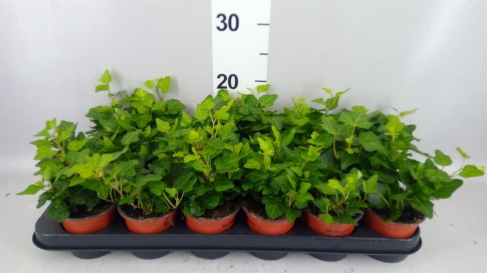 <h4>Hedera helix 'Wonder'</h4>