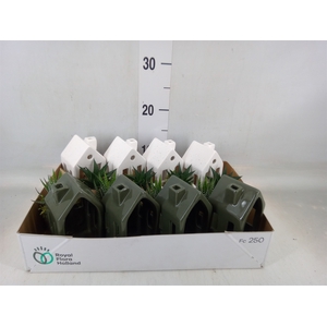 Arr.   Kamerplant Groen L%