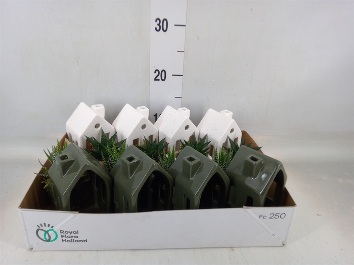 <h4>Arr.   Kamerplant Groen L%</h4>