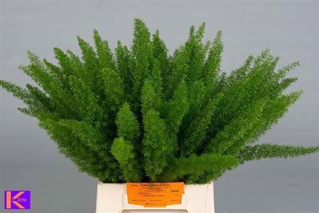 <h4>Asp Dens Myers 50 Cm</h4>