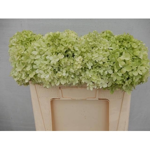 HYDR PA LIMELIGHT