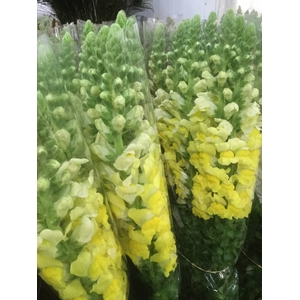 ANTIR OP LEGEND DOUBLE APRICOT