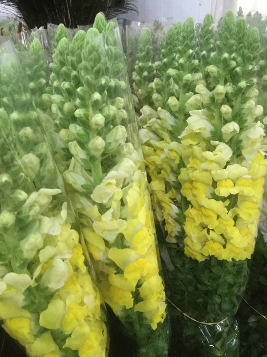 <h4>ANTIR OP LEGEND DOUBLE APRICOT</h4>