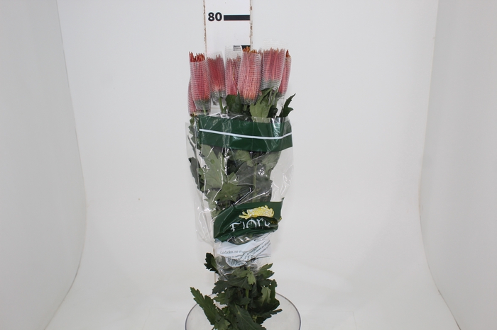 <h4>ANASTASIA CHISPA 080 CM BICOLOR</h4>