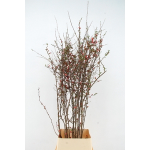 CHAENOMELES JAPONICA RED 140CM