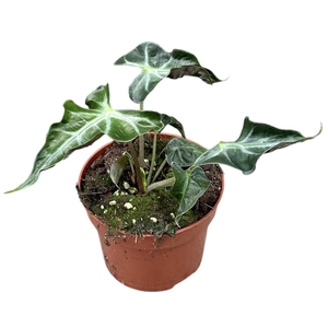 Alocasia Loco