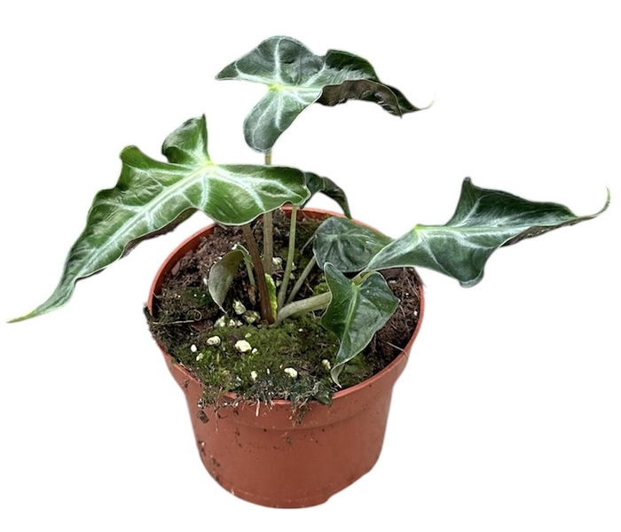 <h4>Alocasia Loco</h4>