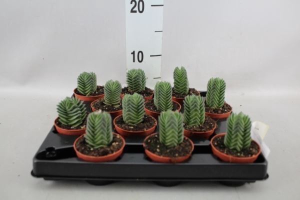 <h4>Crassula  'Buddha's Temple'</h4>