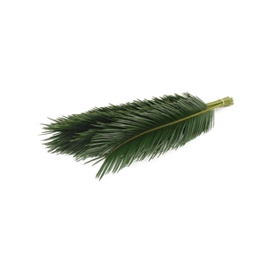 Cycas 60cm
