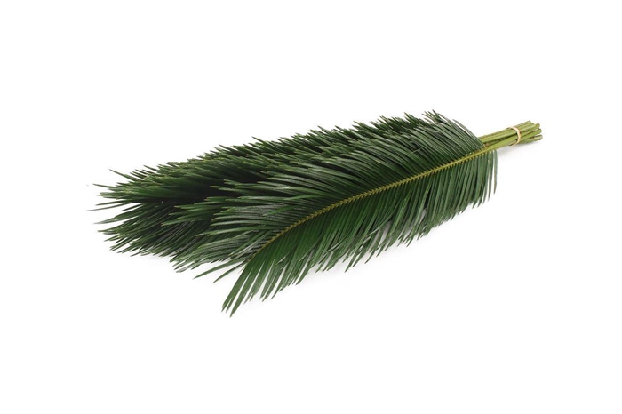 <h4>Cycas 60cm</h4>