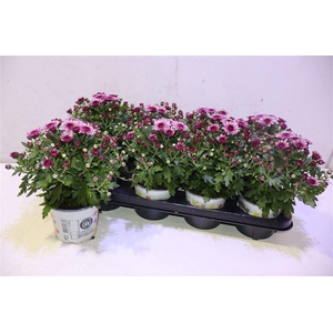 Chrys Podi Pink Bico