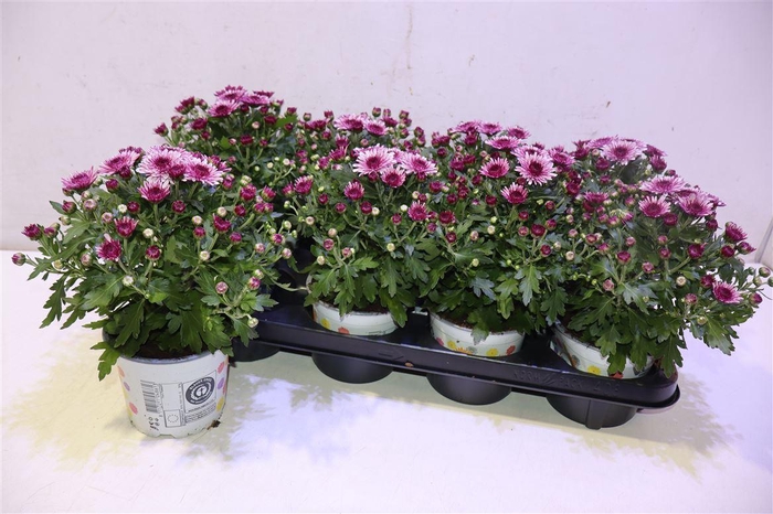 <h4>Chrys Podi Pink Bico</h4>