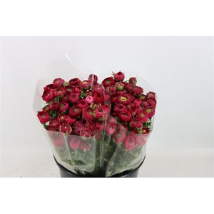 Ran Elegance Hot Pink