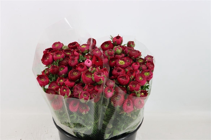 <h4>Ran Elegance Hot Pink</h4>