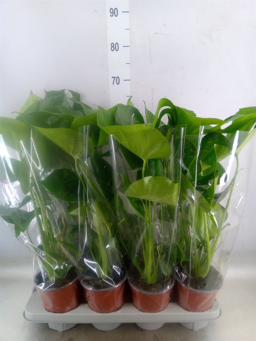 <h4>Monstera delic.</h4>
