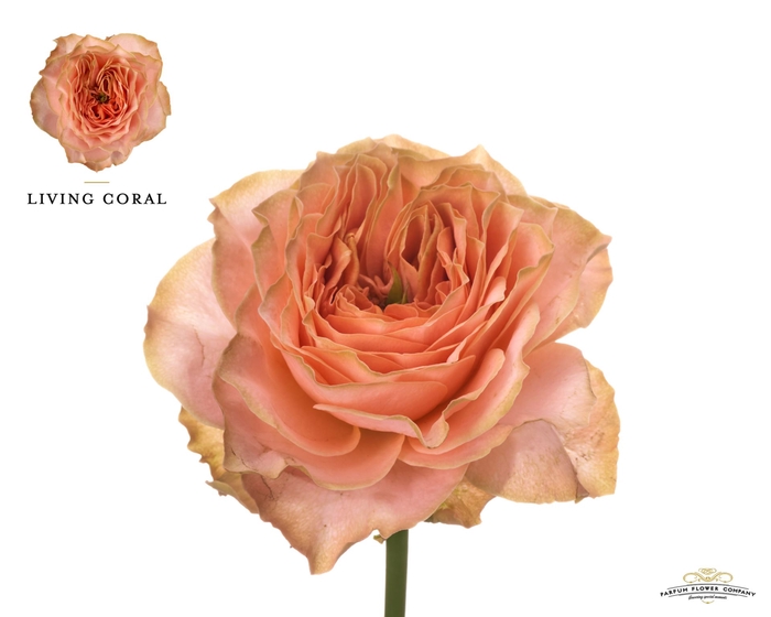 <h4>Rosa GR 'Living Coral'</h4>