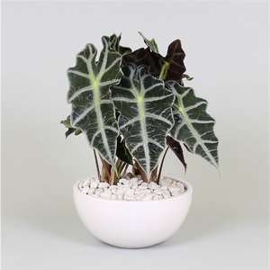 Arrangement Alocasia in schaal