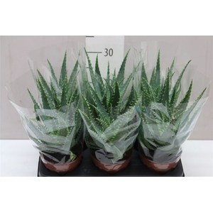 Aloe Arborescens