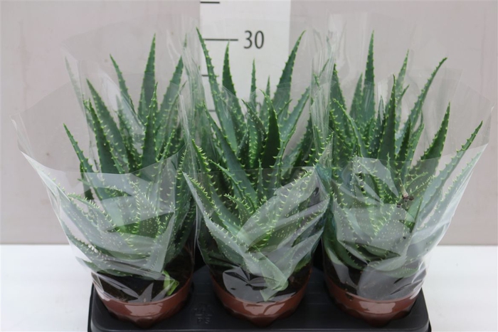 <h4>Aloe Arborescens</h4>