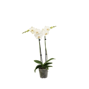 Phal Wit 2T14+
