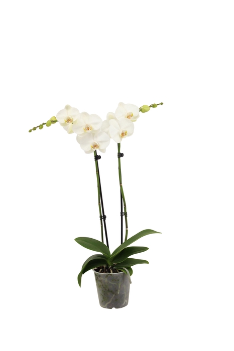 <h4>Phal Wit 2T14+</h4>