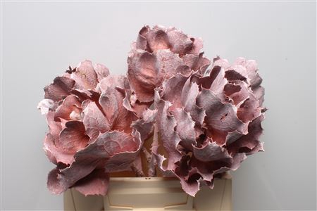 Hakea Victoria Erica Frosted