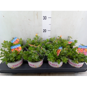 Portulaca   ...mix in pot
