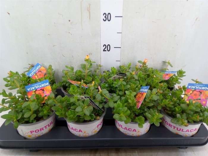<h4>Portulaca   ...mix in pot</h4>