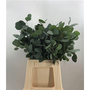 Euca Popul Med 150gr