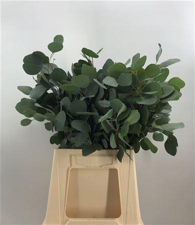 <h4>Euca Popul Med 150gr</h4>