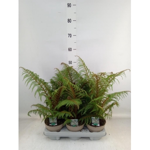 Cyathea tomentosissima