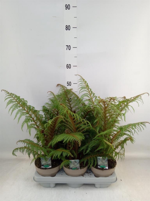 <h4>Cyathea tomentosissima</h4>
