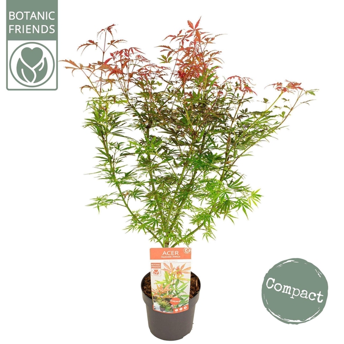<h4>Acer palmatum Jerre Schwartz</h4>
