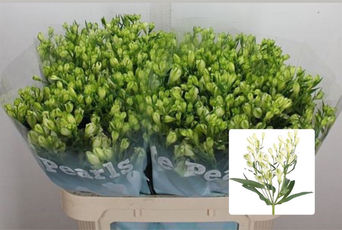 <h4>Alst Fl White Pearls X50</h4>