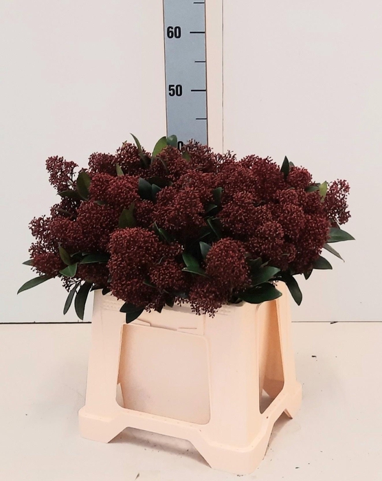 <h4>SKIM J RUBELLA BS</h4>