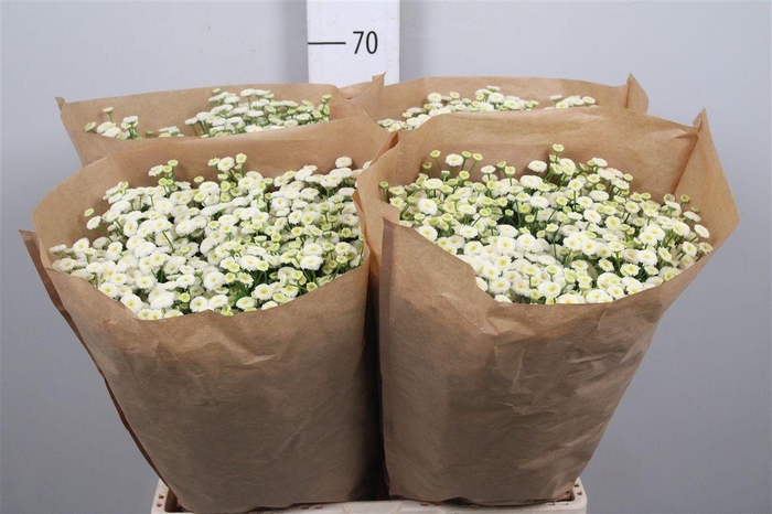 <h4>Tana Pa Rio</h4>