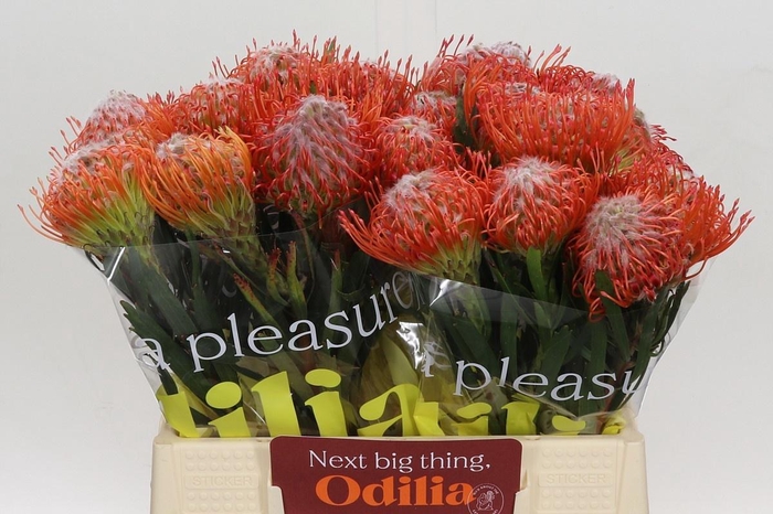 <h4>LEUCO CO TANGO</h4>