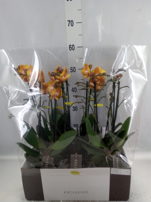 <h4>Phalaenopsis multi. 'Ant Las Vegas'</h4>